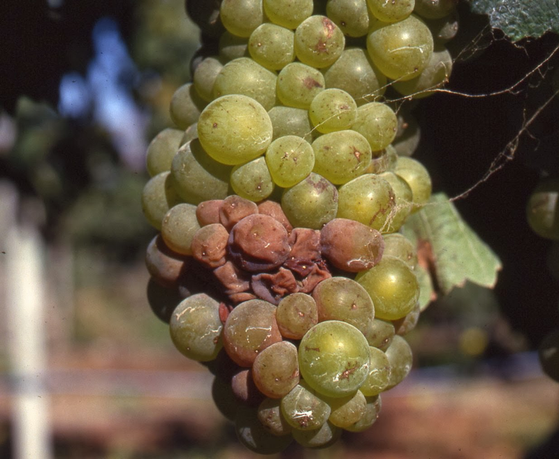 Illustration for article titled Why Genetically Engineered Grapes Would Make Great Wine